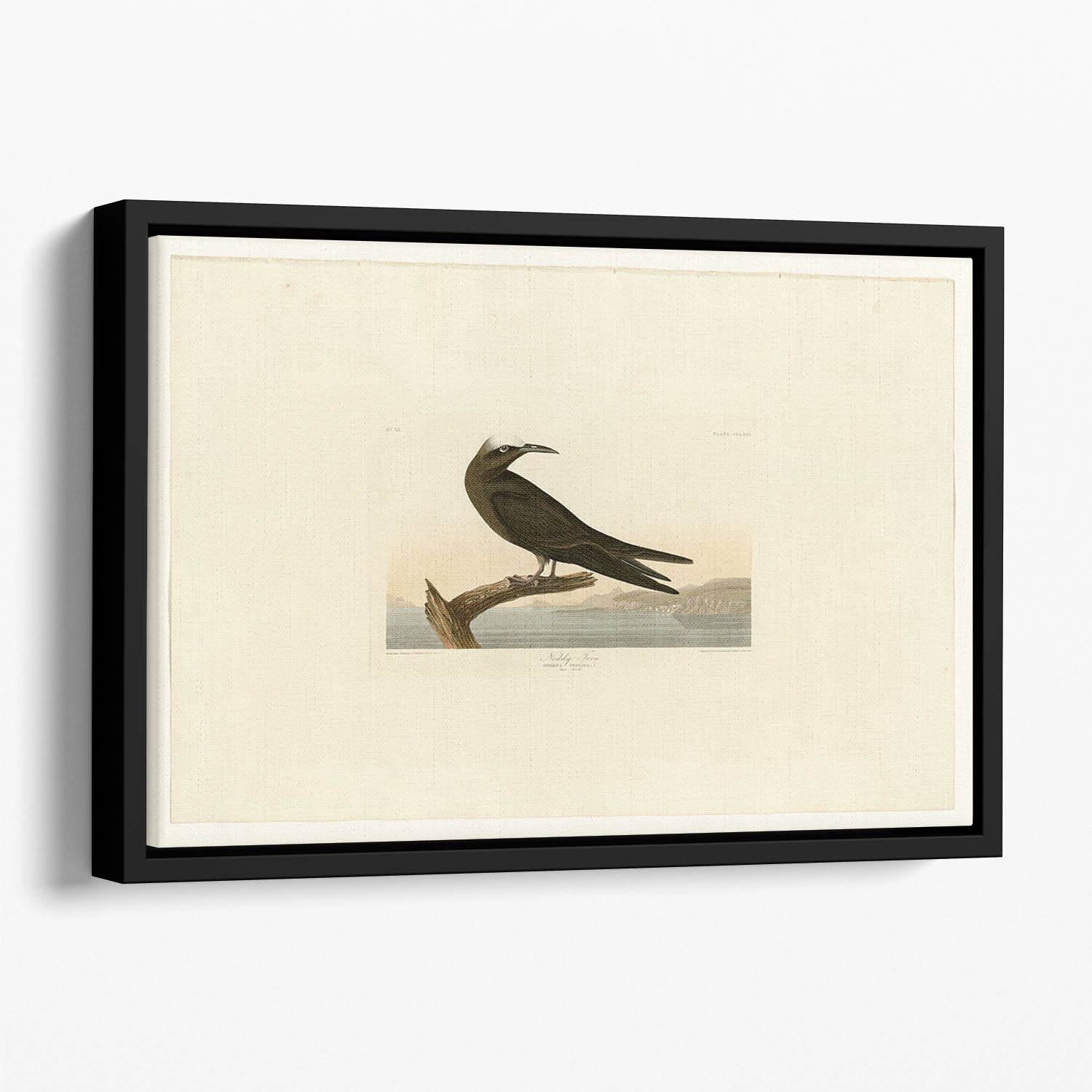 Noddy Tern by Audubon Floating Framed Canvas