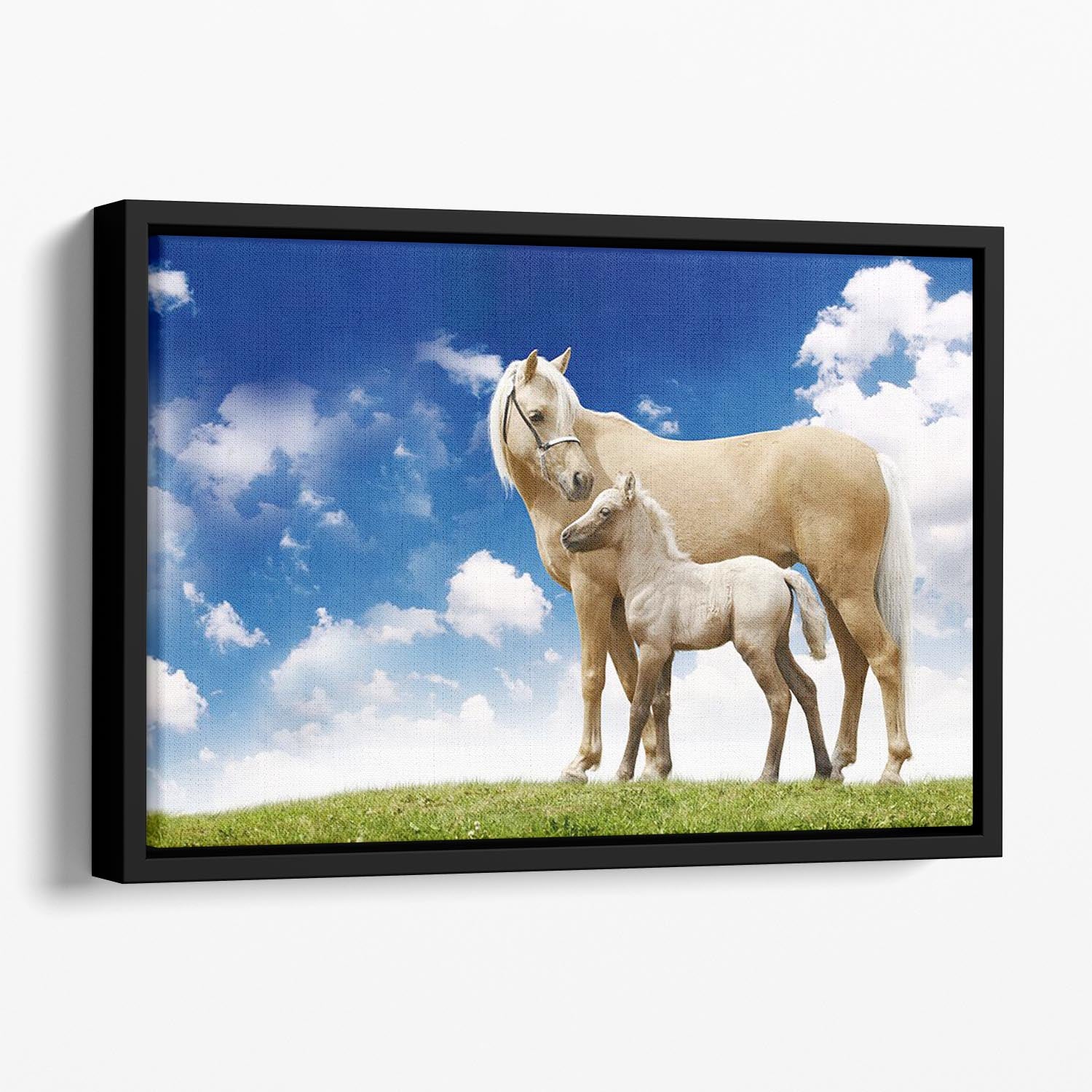 Palomino horses on grey gradient Floating Framed Canvas - Canvas Art Rocks - 1