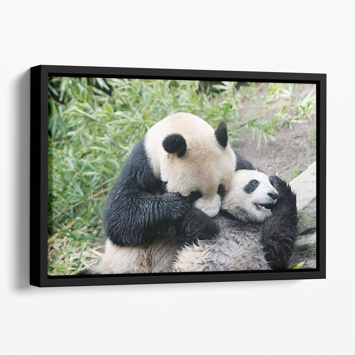 Panda bear and her cub Floating Framed Canvas - Canvas Art Rocks - 1