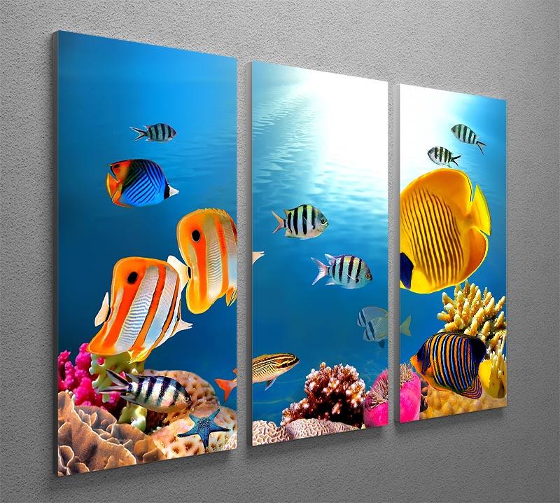 Photo of a coral colony 3 Split Panel Canvas Print - Canvas Art Rocks - 2