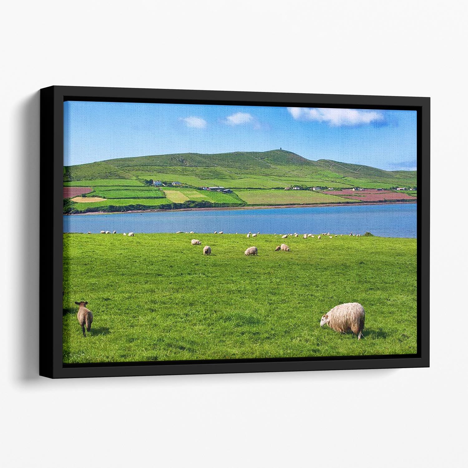 Photo sheep in rural landscape for farming Floating Framed Canvas - Canvas Art Rocks - 1