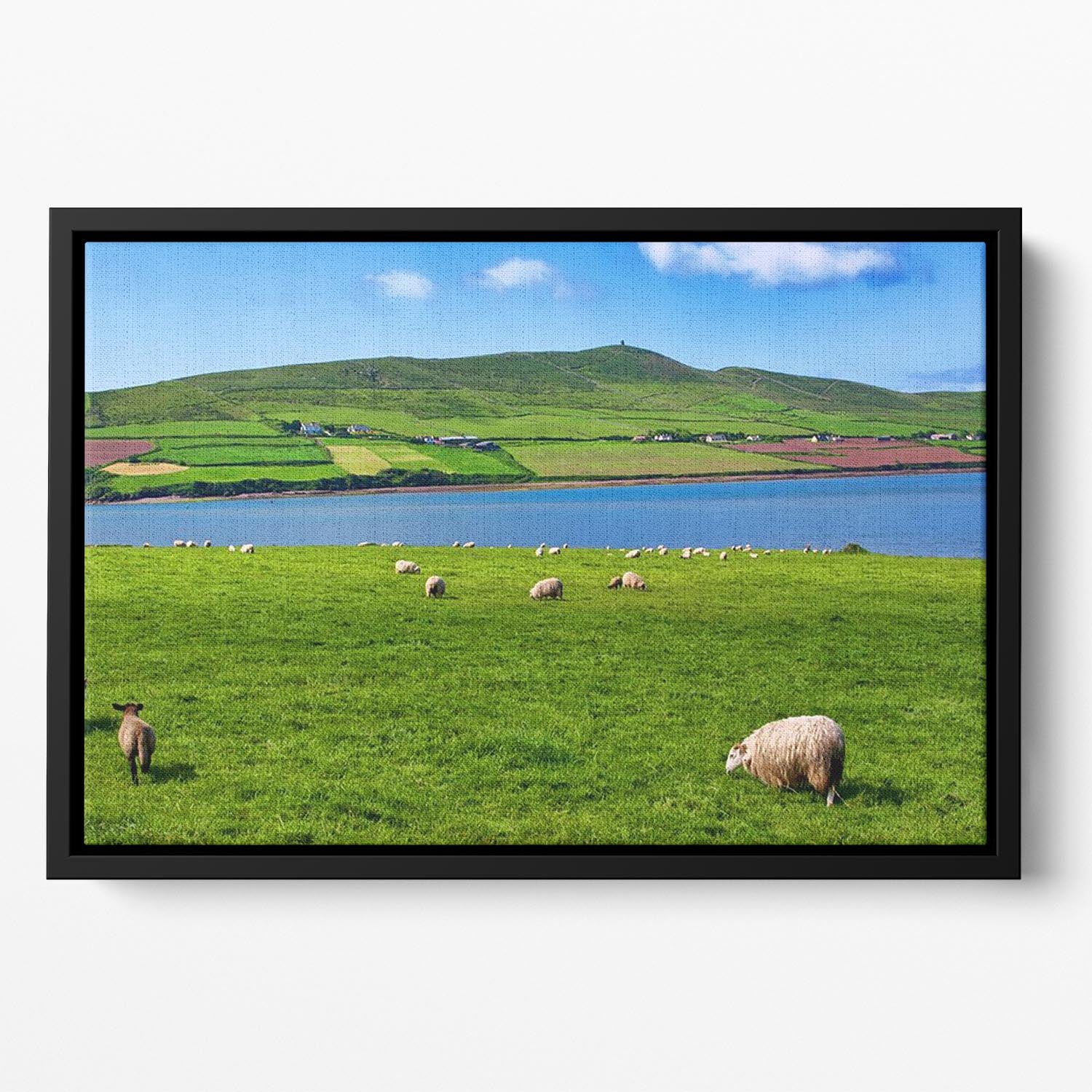 Photo sheep in rural landscape for farming Floating Framed Canvas - Canvas Art Rocks - 2