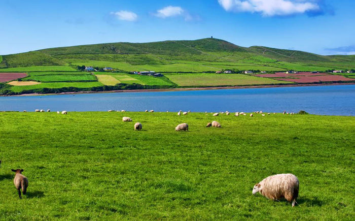 Photo sheep in rural landscape for farming Wall Mural Wallpaper