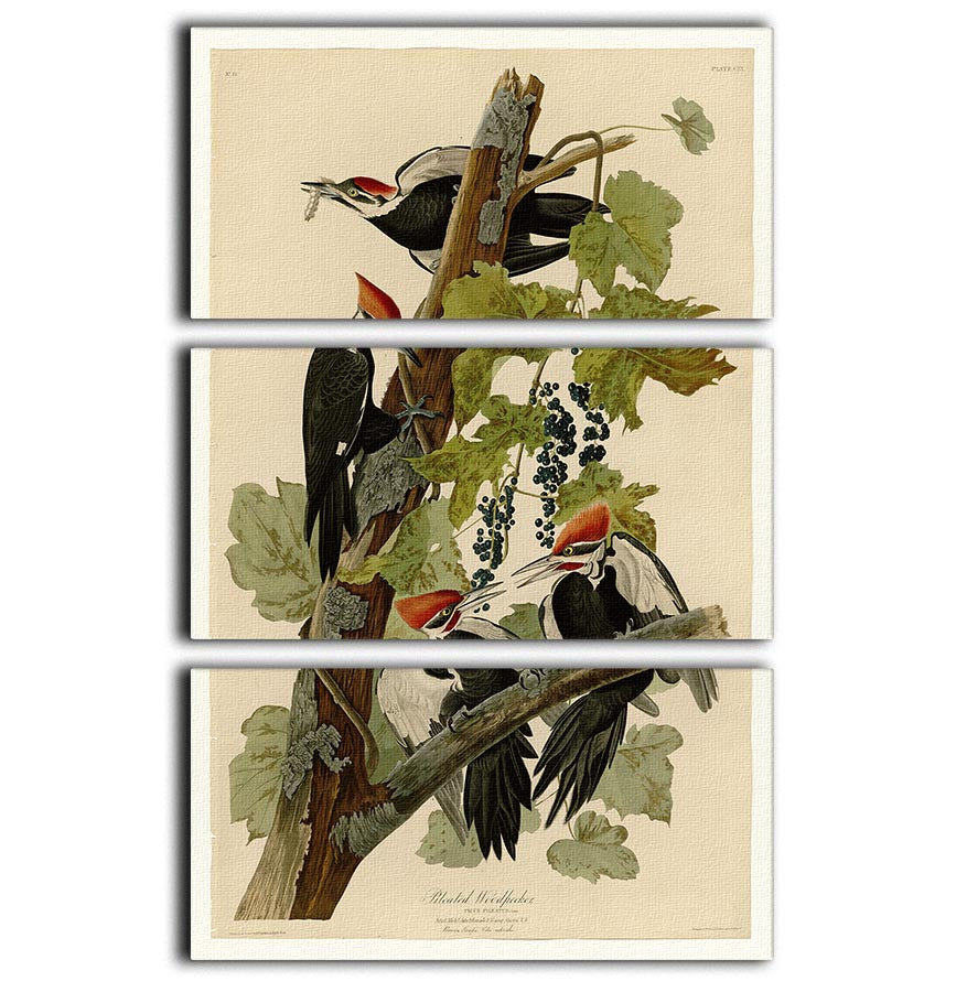 Pileated Woodpecker by Audubon 3 Split Panel Canvas Print - Canvas Art Rocks - 1