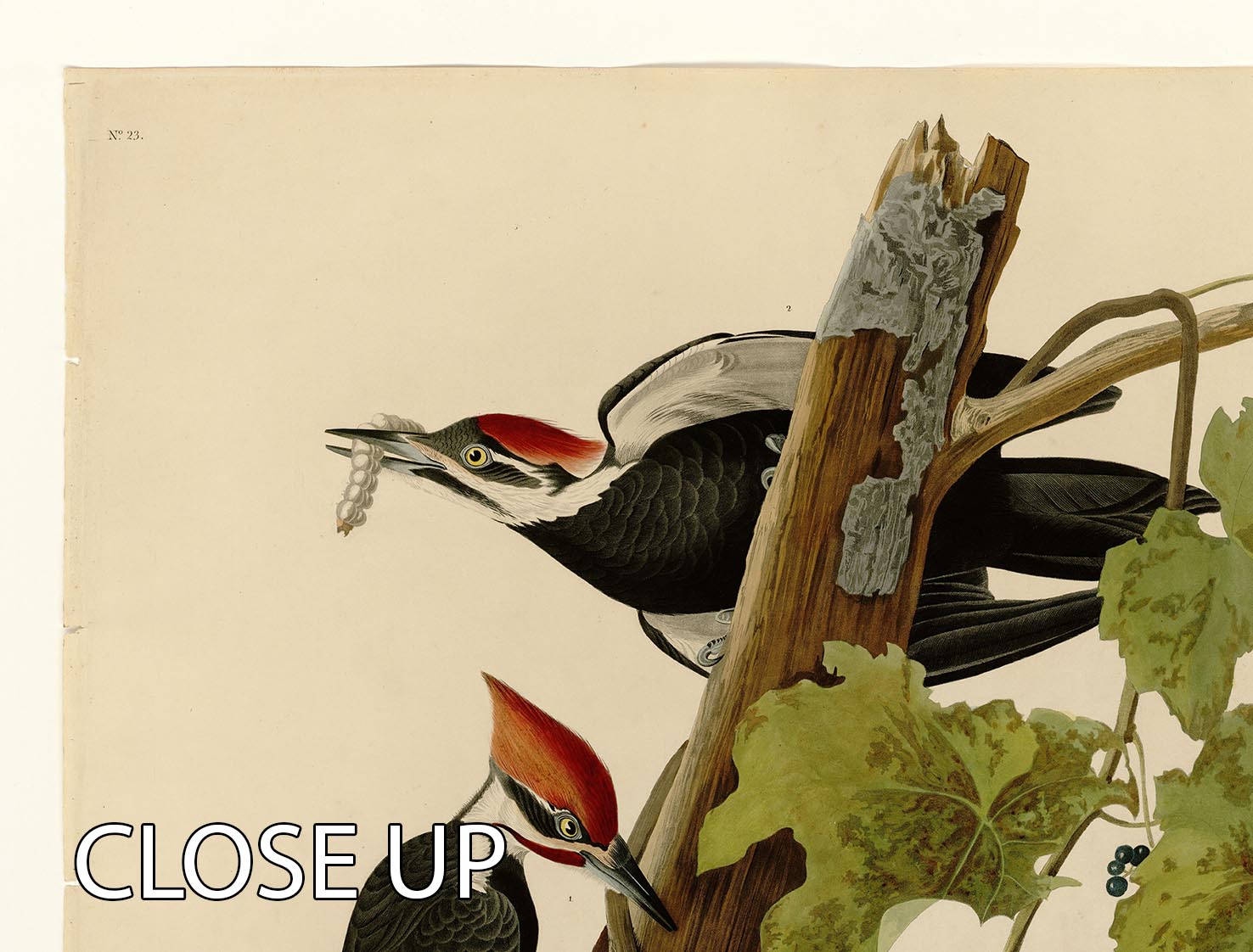Pileated Woodpecker by Audubon 3 Split Panel Canvas Print - Canvas Art Rocks - 3