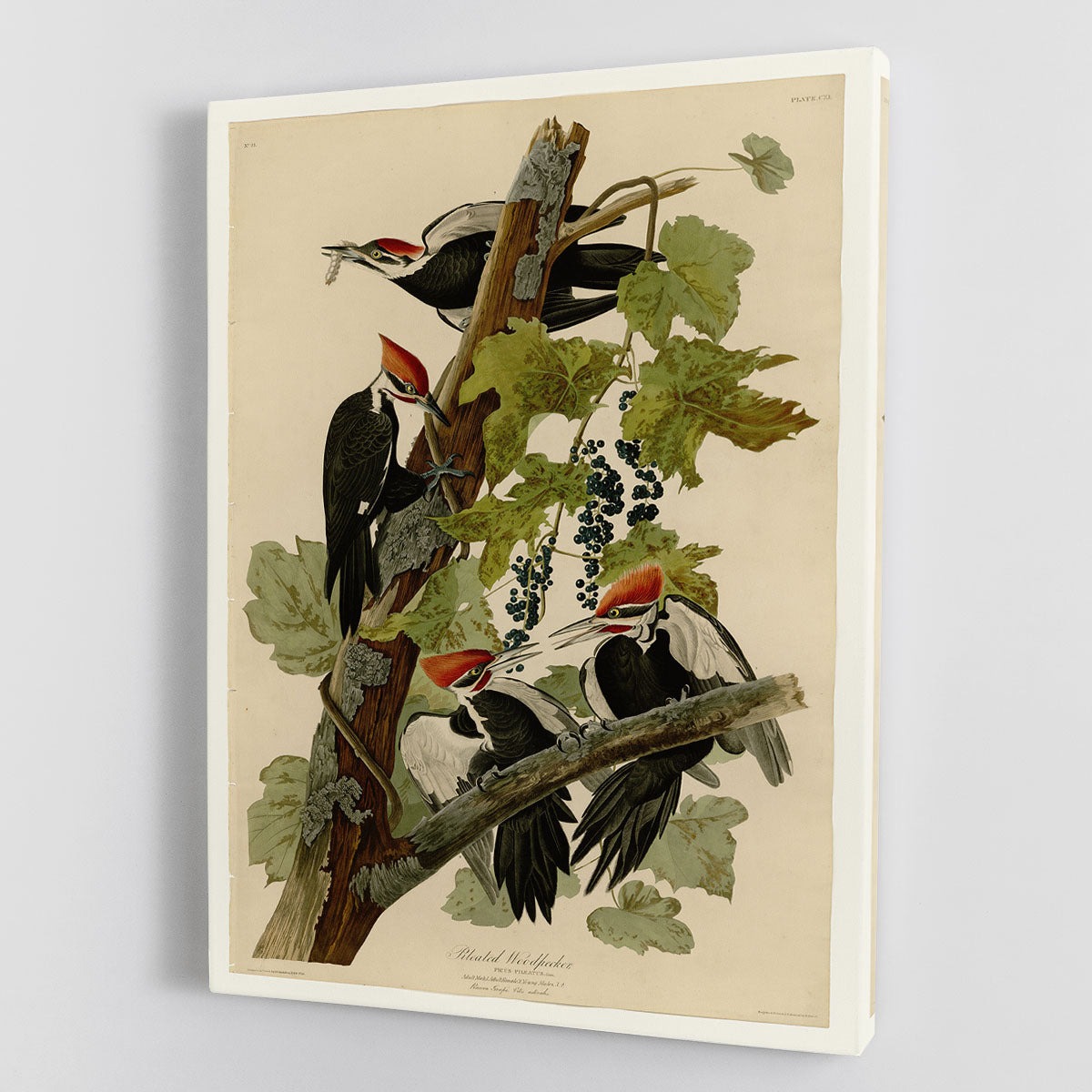 Pileated Woodpecker by Audubon Canvas Print or Poster - Canvas Art Rocks - 1