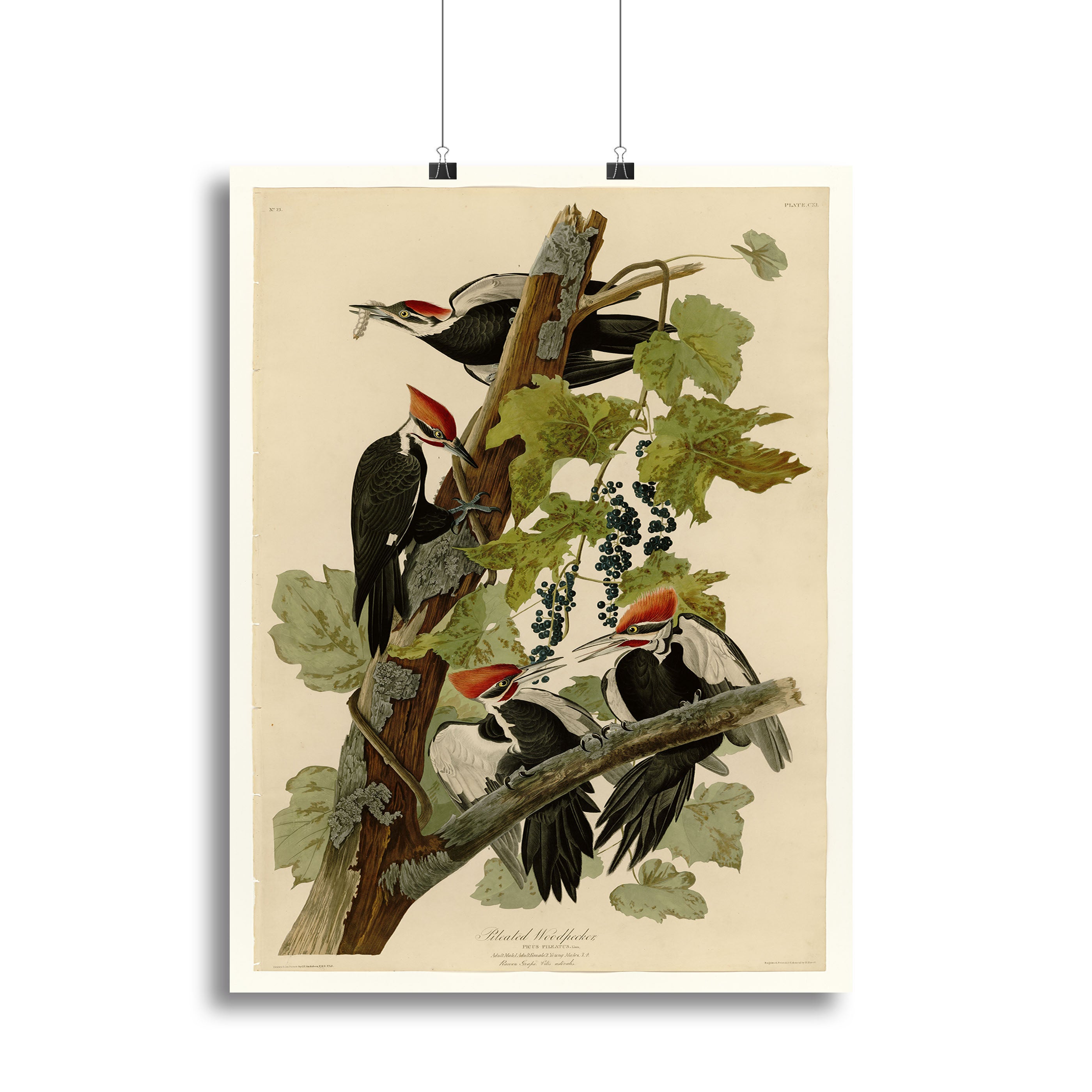 Pileated Woodpecker by Audubon Canvas Print or Poster - Canvas Art Rocks - 2