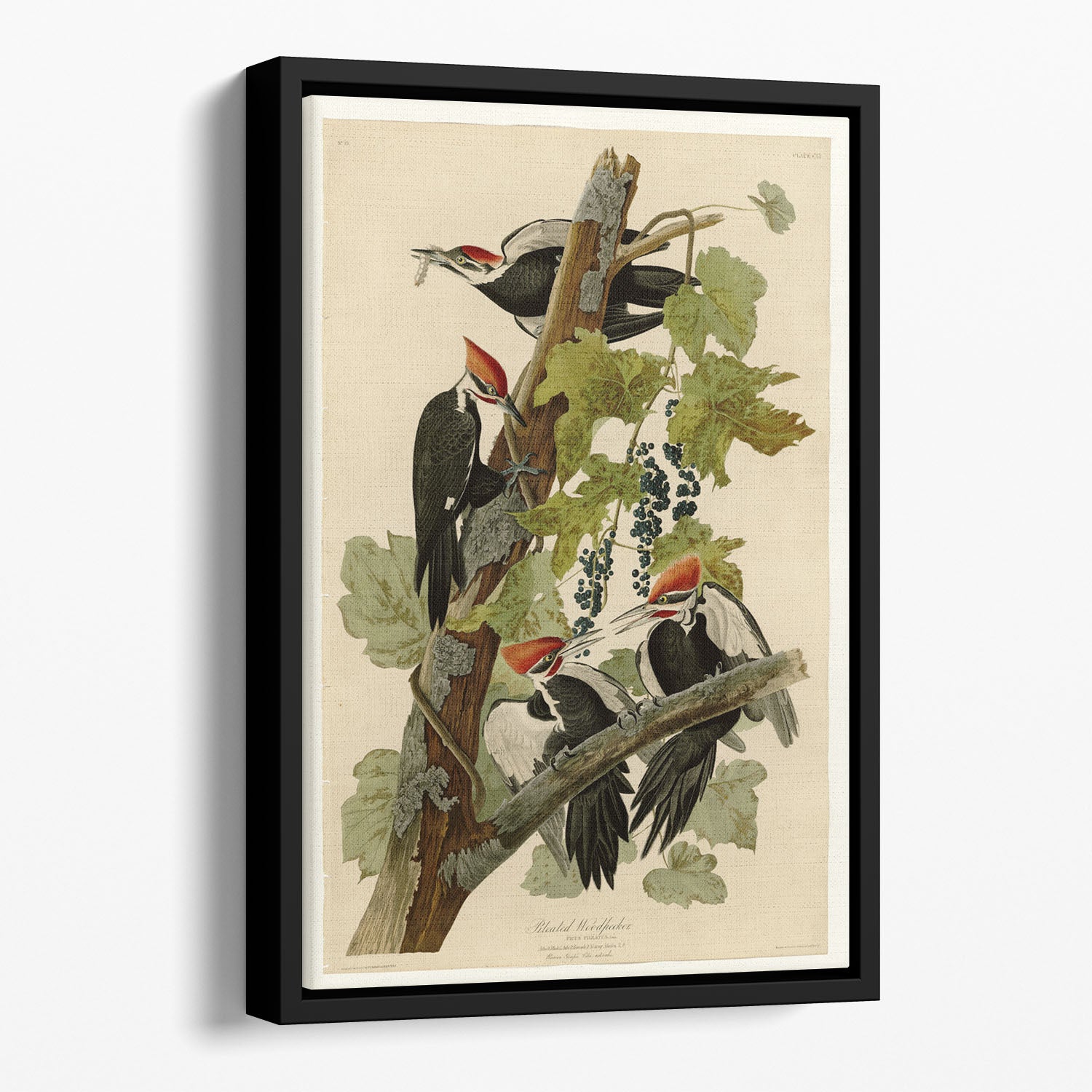 Pileated Woodpecker by Audubon Floating Framed Canvas