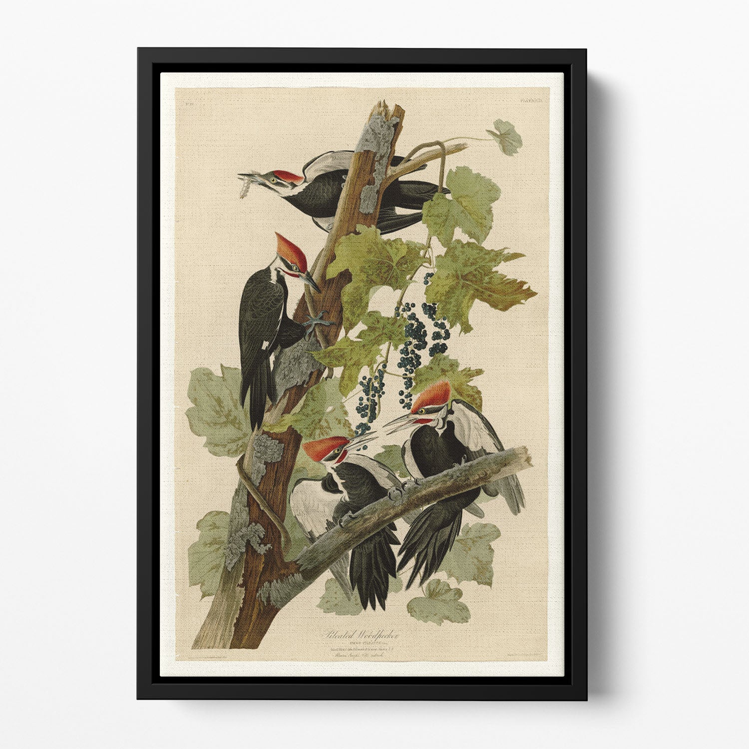 Pileated Woodpecker by Audubon Floating Framed Canvas