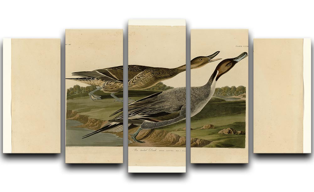 Pin tailed Duck by Audubon 5 Split Panel Canvas - Canvas Art Rocks - 1