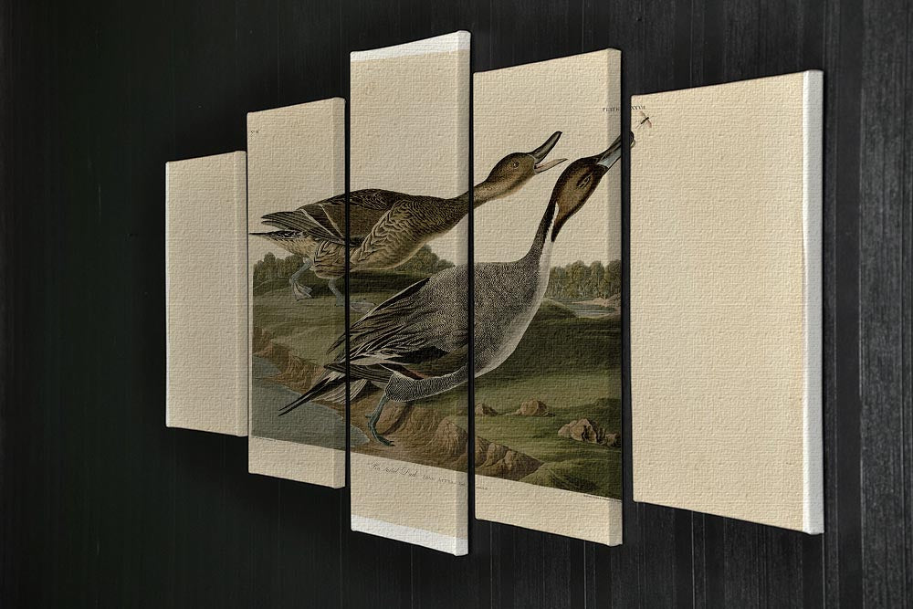 Pin tailed Duck by Audubon 5 Split Panel Canvas - Canvas Art Rocks - 2