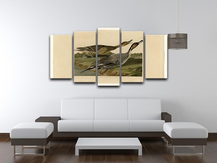 Pin tailed Duck by Audubon 5 Split Panel Canvas - Canvas Art Rocks - 3