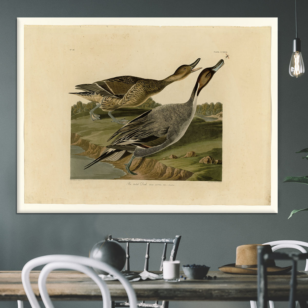 Pin tailed Duck by Audubon Canvas Print or Poster - Canvas Art Rocks - 3