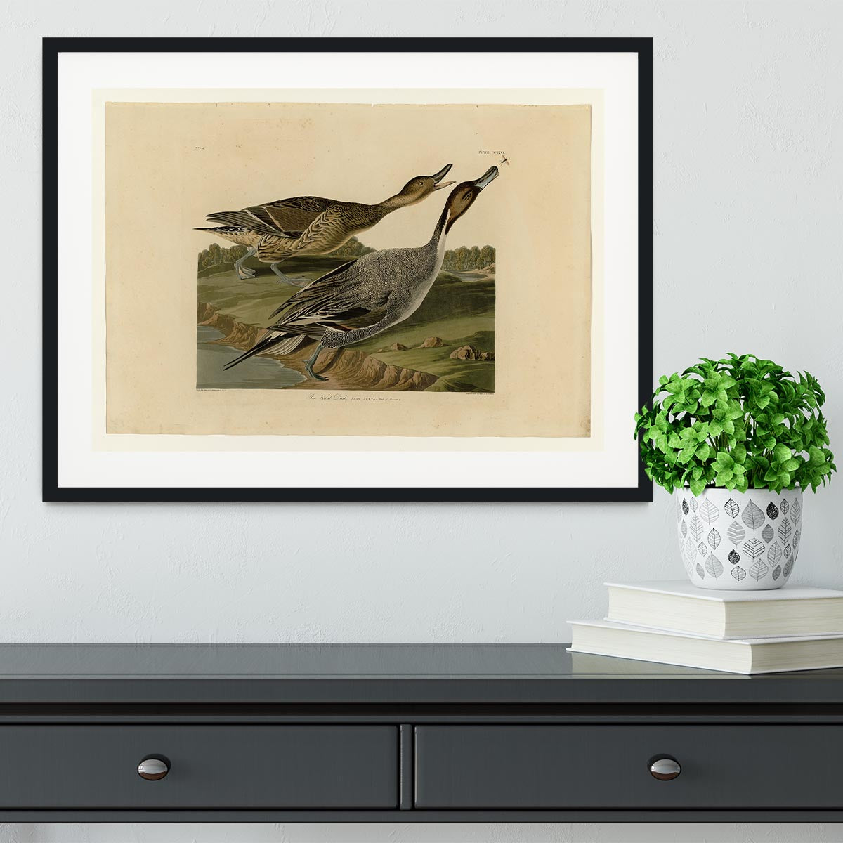 Pin tailed Duck by Audubon Framed Print - Canvas Art Rocks - 1
