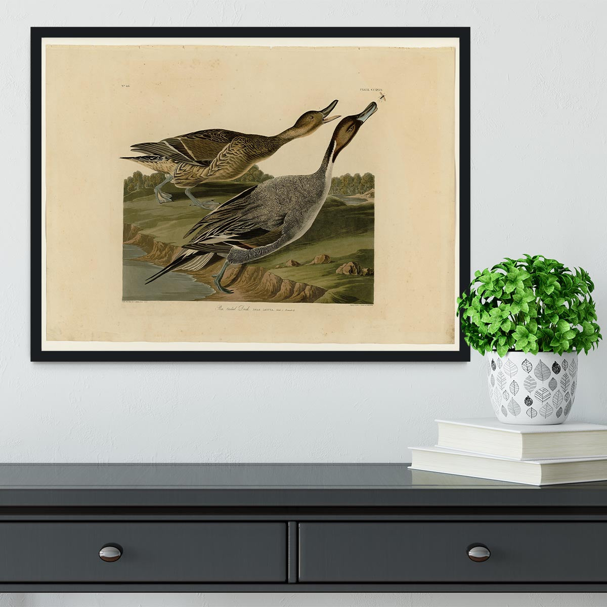 Pin tailed Duck by Audubon Framed Print - Canvas Art Rocks - 2
