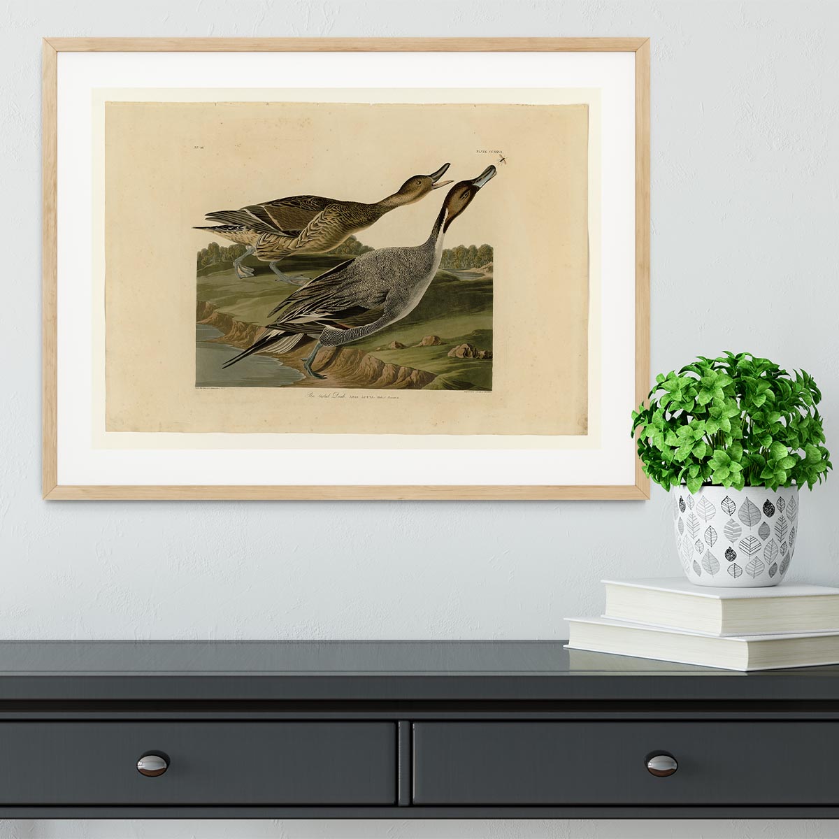 Pin tailed Duck by Audubon Framed Print - Canvas Art Rocks - 3