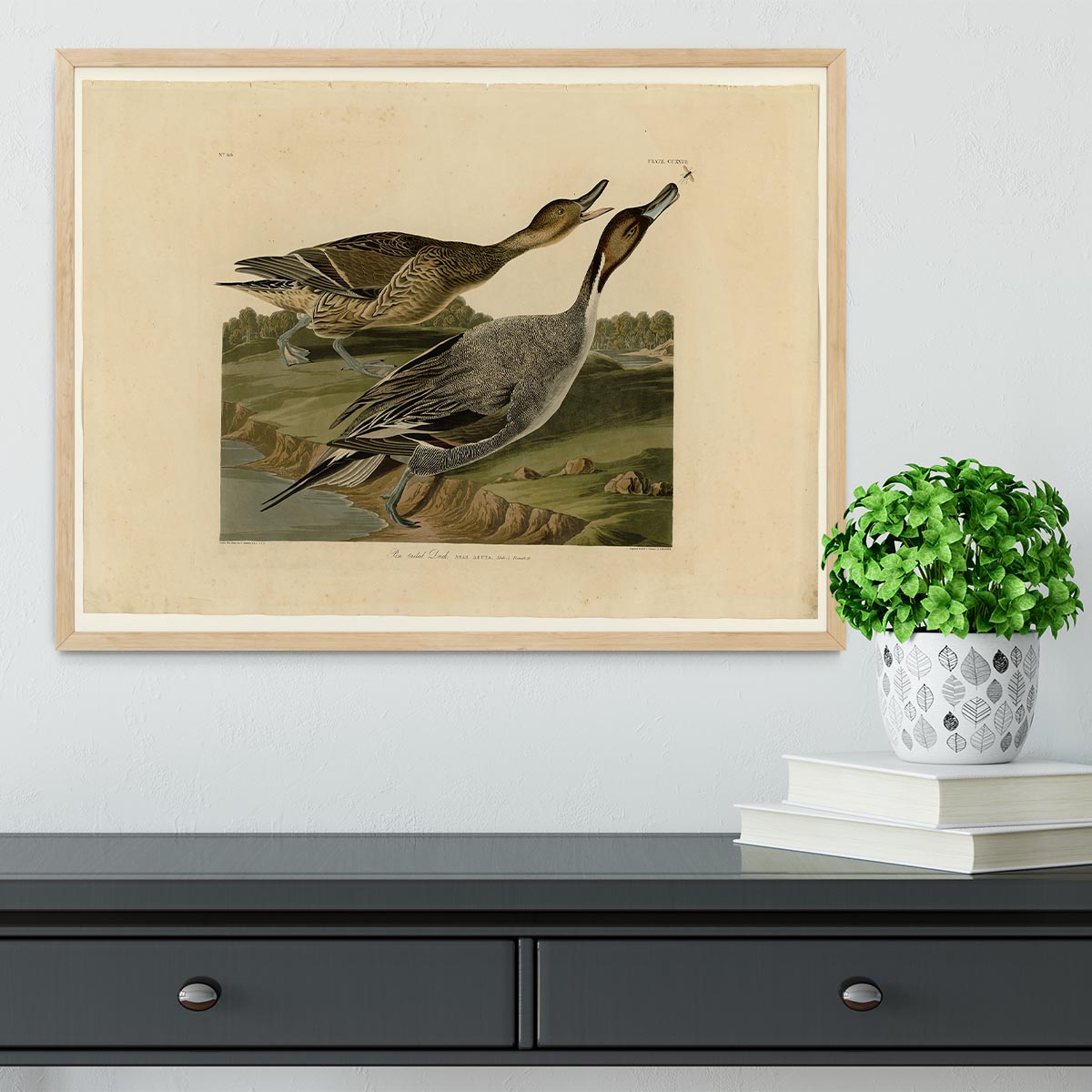 Pin tailed Duck by Audubon Framed Print - Canvas Art Rocks - 4