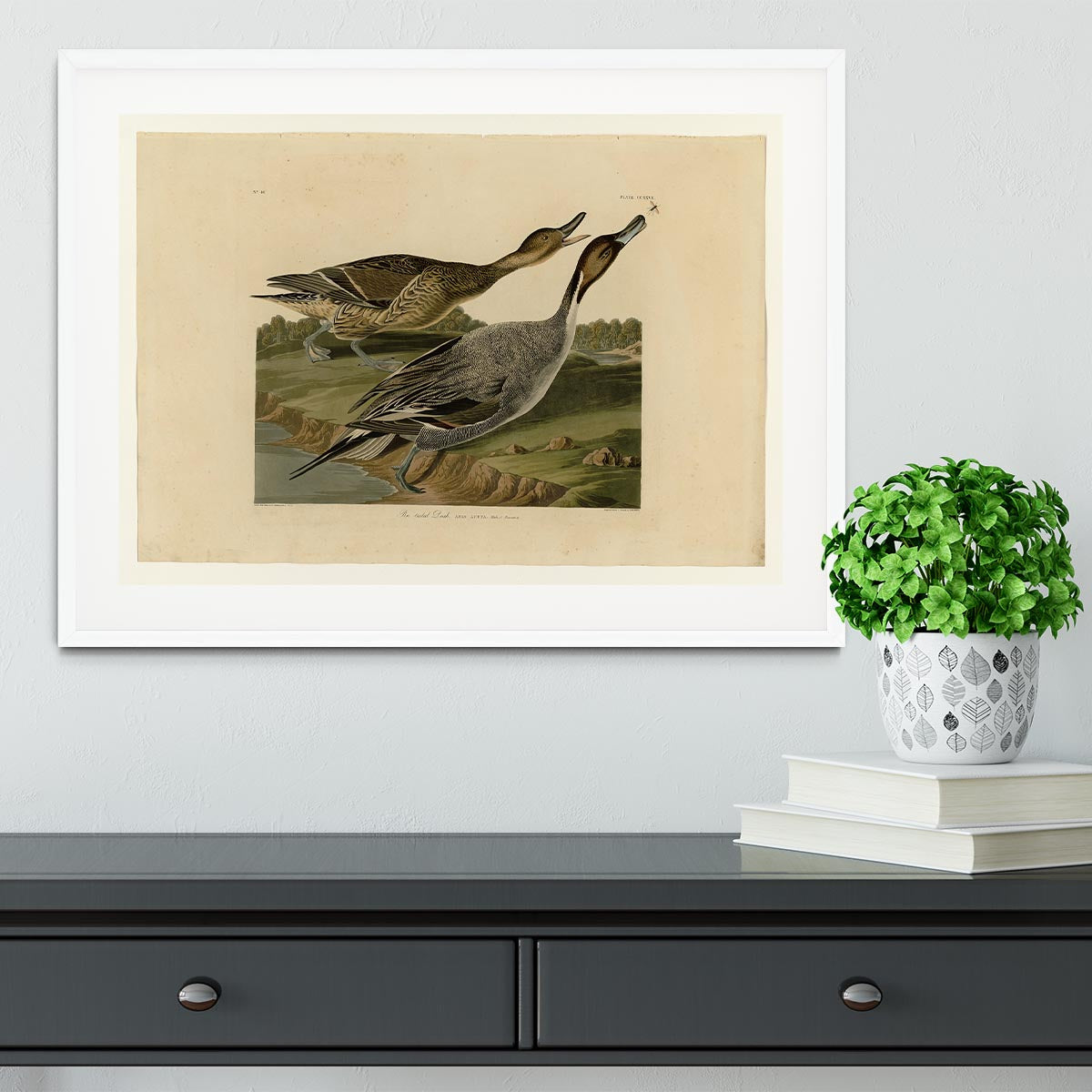Pin tailed Duck by Audubon Framed Print - Canvas Art Rocks - 5
