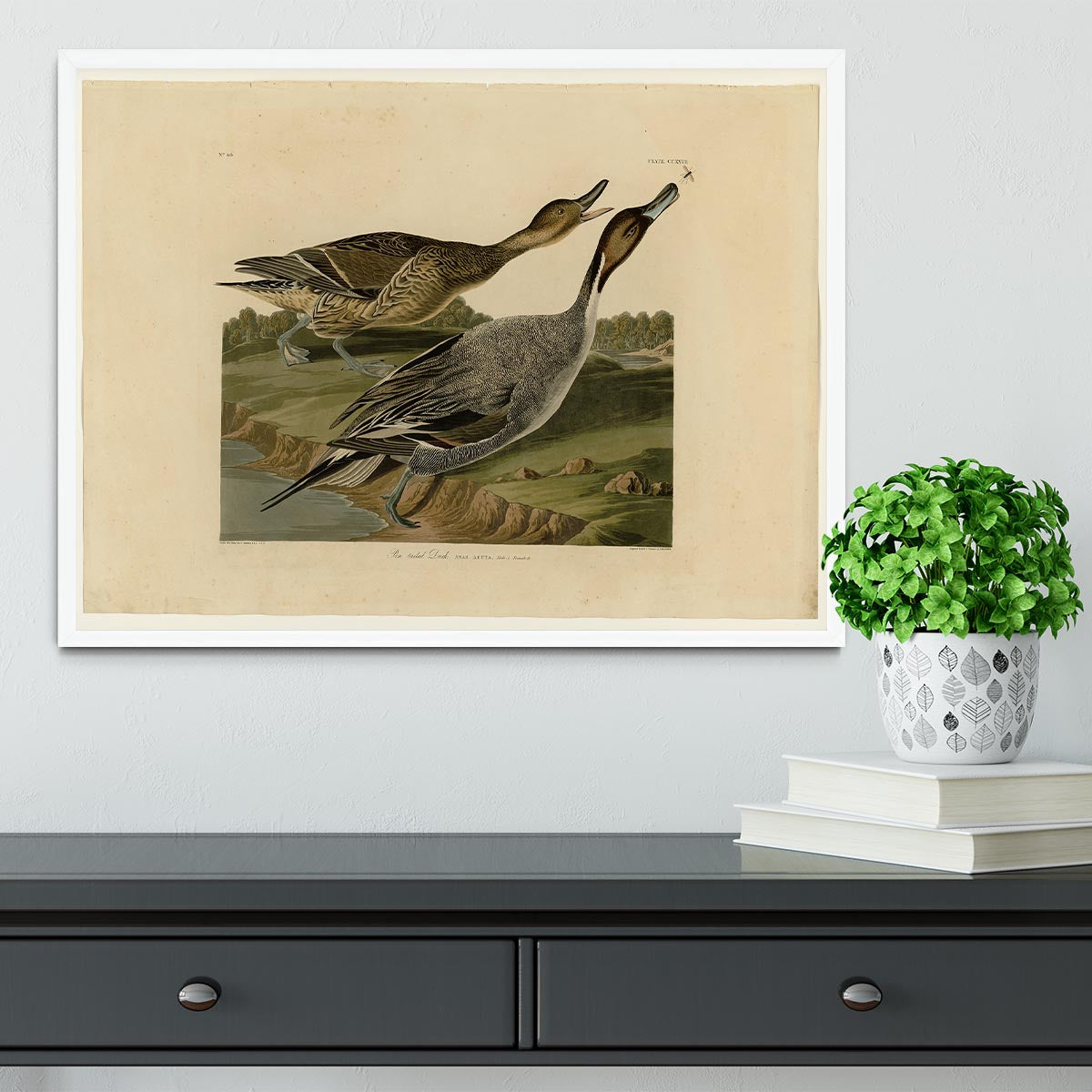 Pin tailed Duck by Audubon Framed Print - Canvas Art Rocks -6