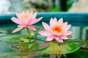 Pink Lotus or water lily in pond Wall Mural Wallpaper - Canvas Art Rocks - 1