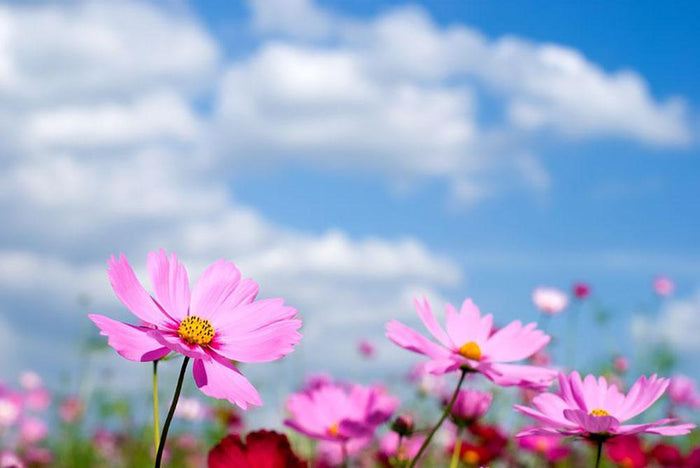Pink cosmos field and sky Wall Mural Wallpaper