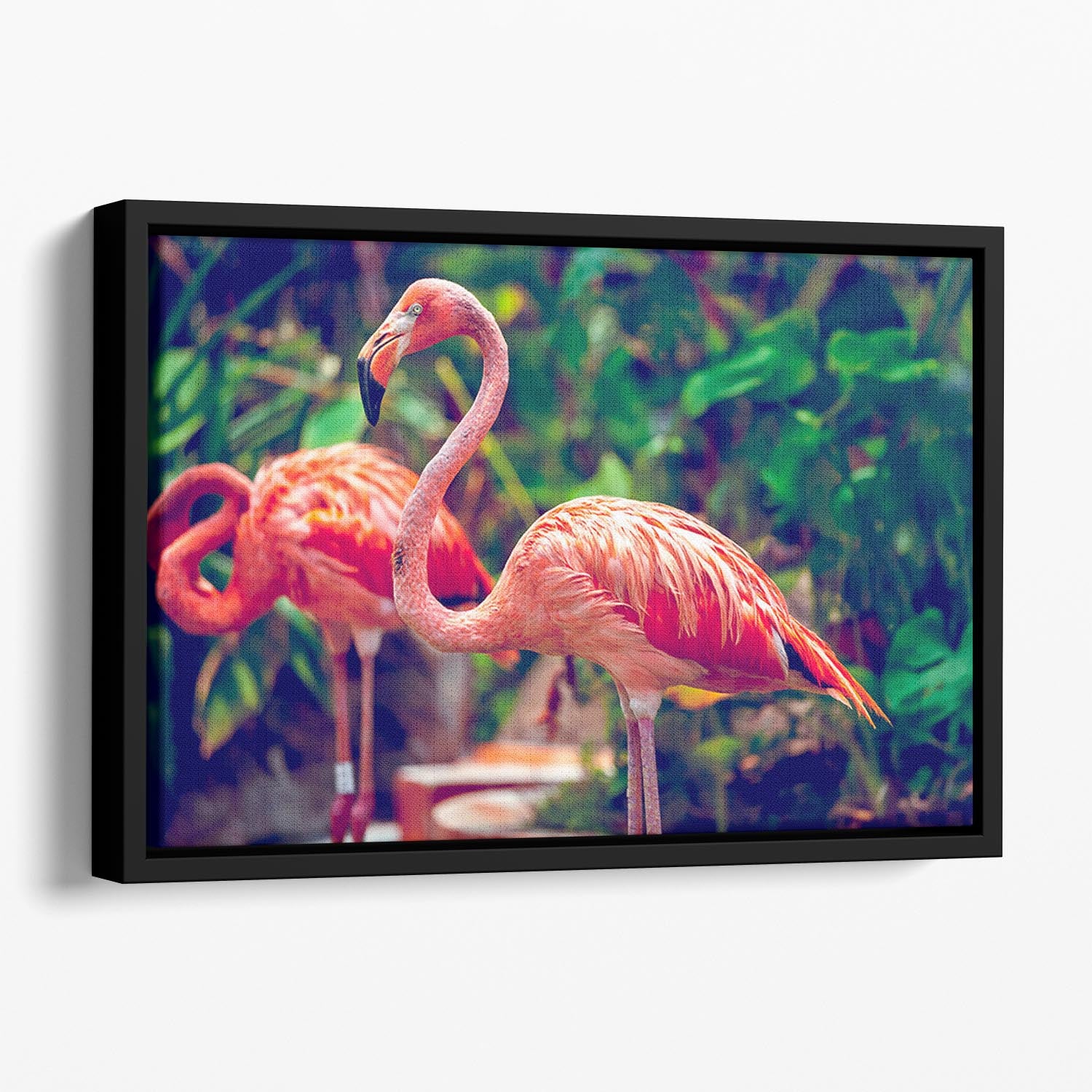 Pink flamingo close-up in Singapore zoo Floating Framed Canvas - Canvas Art Rocks - 1