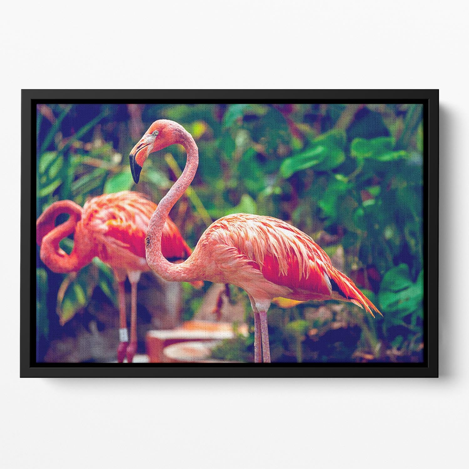 Pink flamingo close-up in Singapore zoo Floating Framed Canvas - Canvas Art Rocks - 2