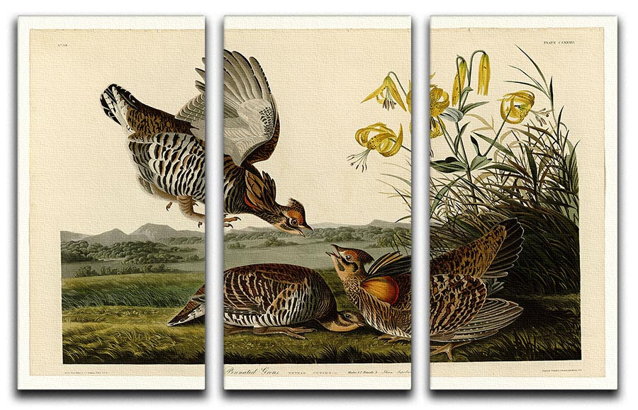 Pinnated Grouse by Audubon 3 Split Panel Canvas Print - Canvas Art Rocks - 1