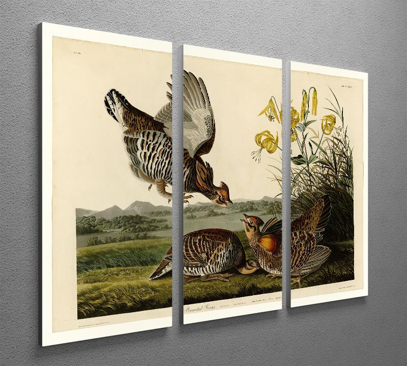 Pinnated Grouse by Audubon 3 Split Panel Canvas Print - Canvas Art Rocks - 2