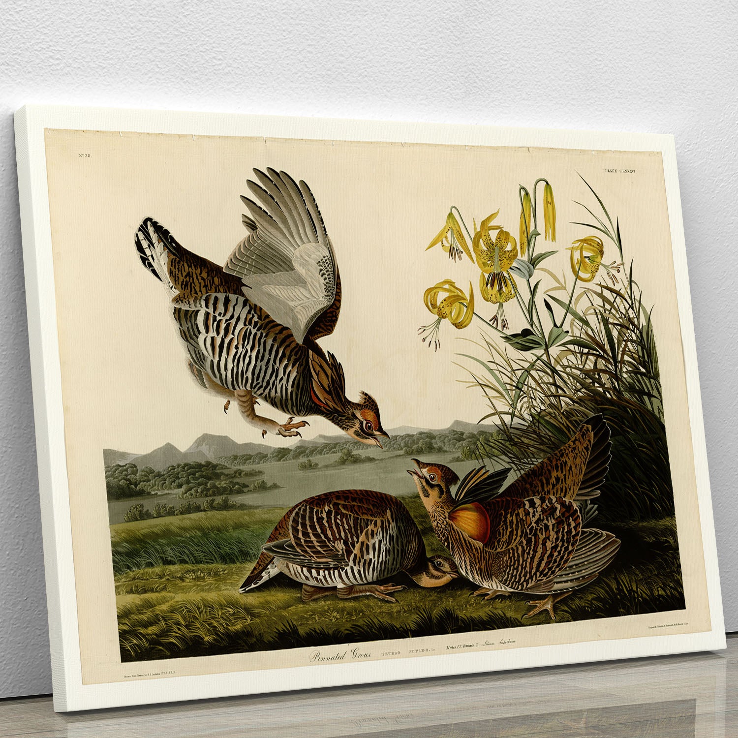 Pinnated Grouse by Audubon Canvas Print or Poster - Canvas Art Rocks - 1