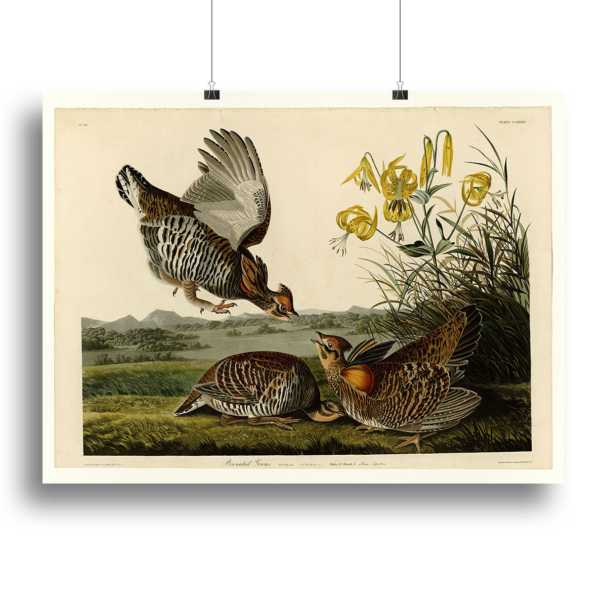 Pinnated Grouse by Audubon Canvas Print or Poster - Canvas Art Rocks - 2