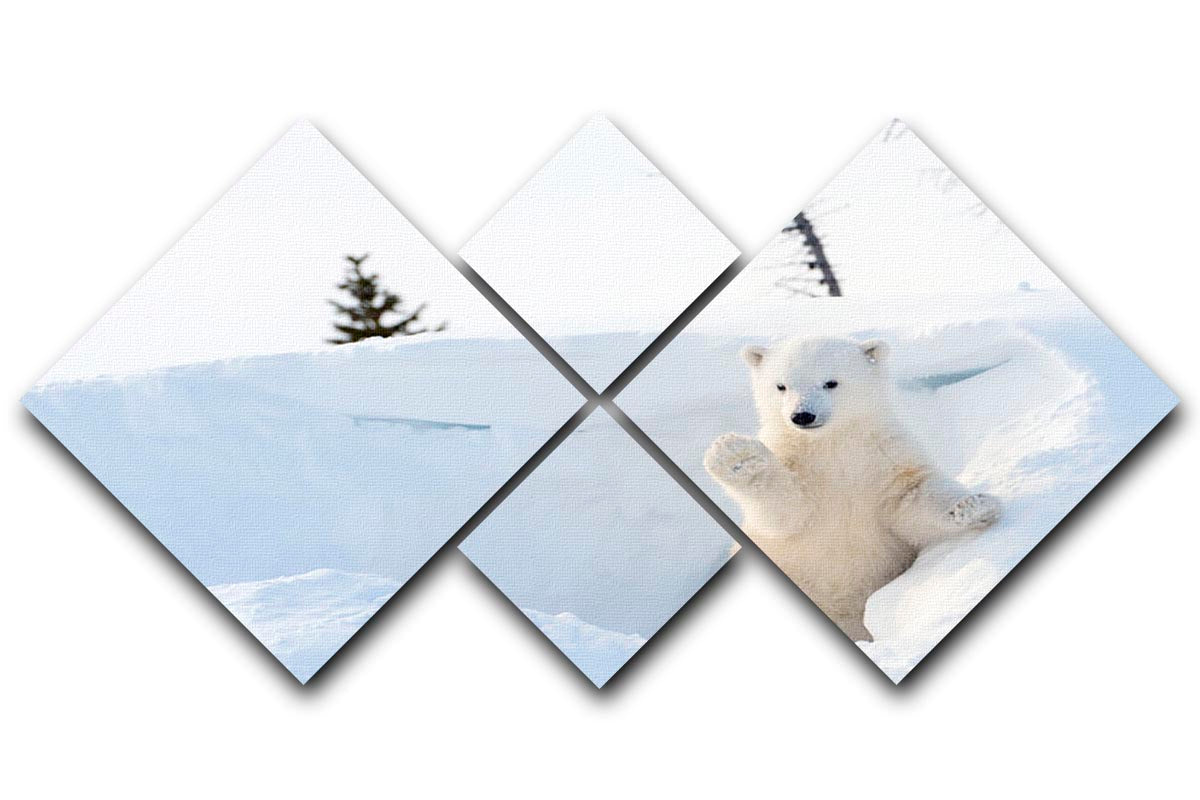Polar bear Ursus maritimus cub coming out den 4 Square Multi Panel Canvas - Canvas Art Rocks - 1