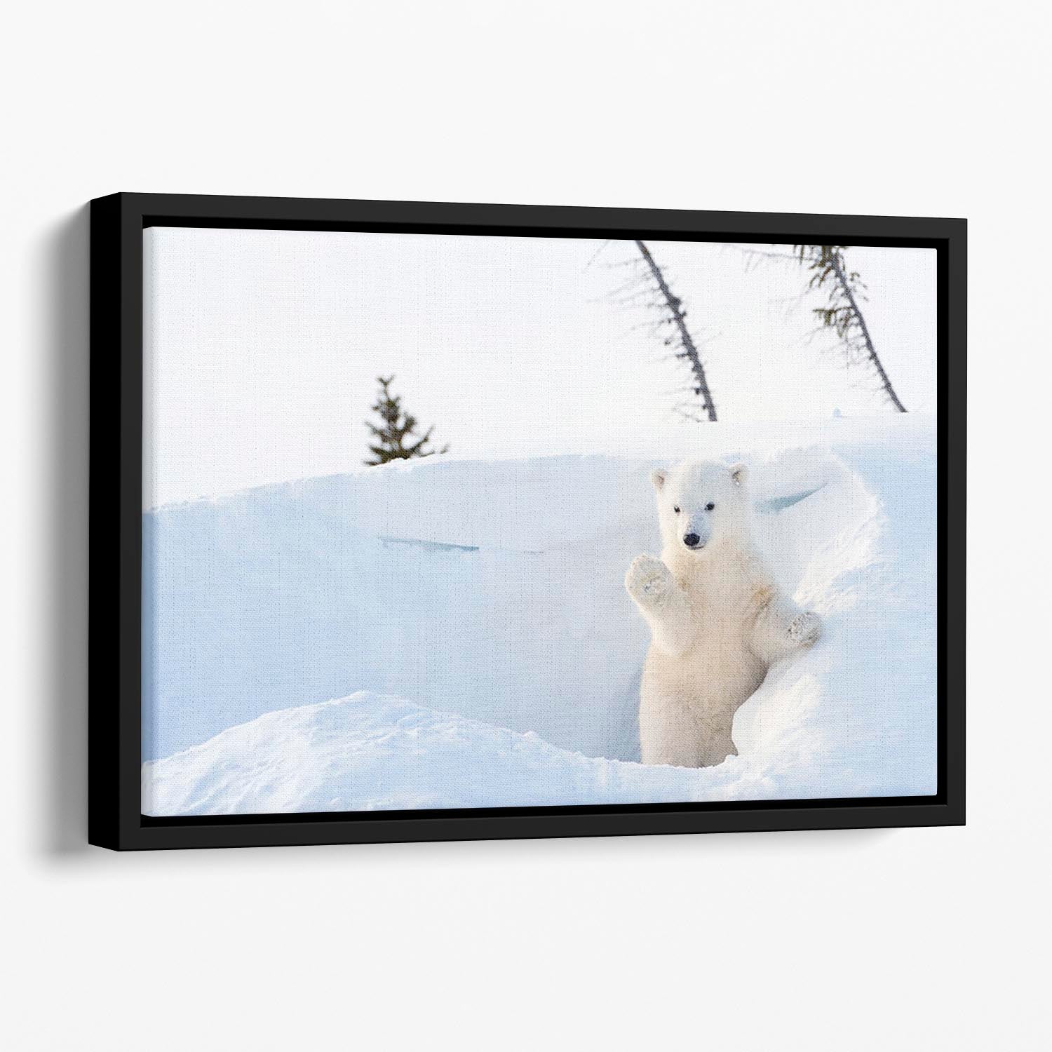 Polar bear Ursus maritimus cub coming out den Floating Framed Canvas - Canvas Art Rocks - 1