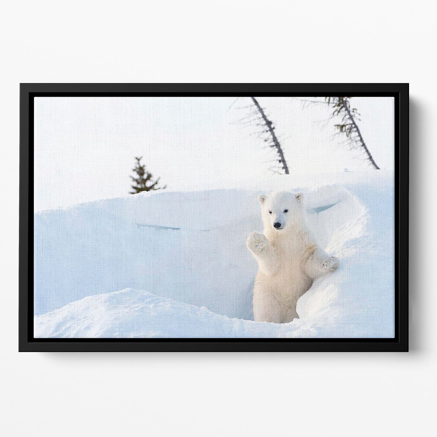Polar bear Ursus maritimus cub coming out den Floating Framed Canvas - Canvas Art Rocks - 2