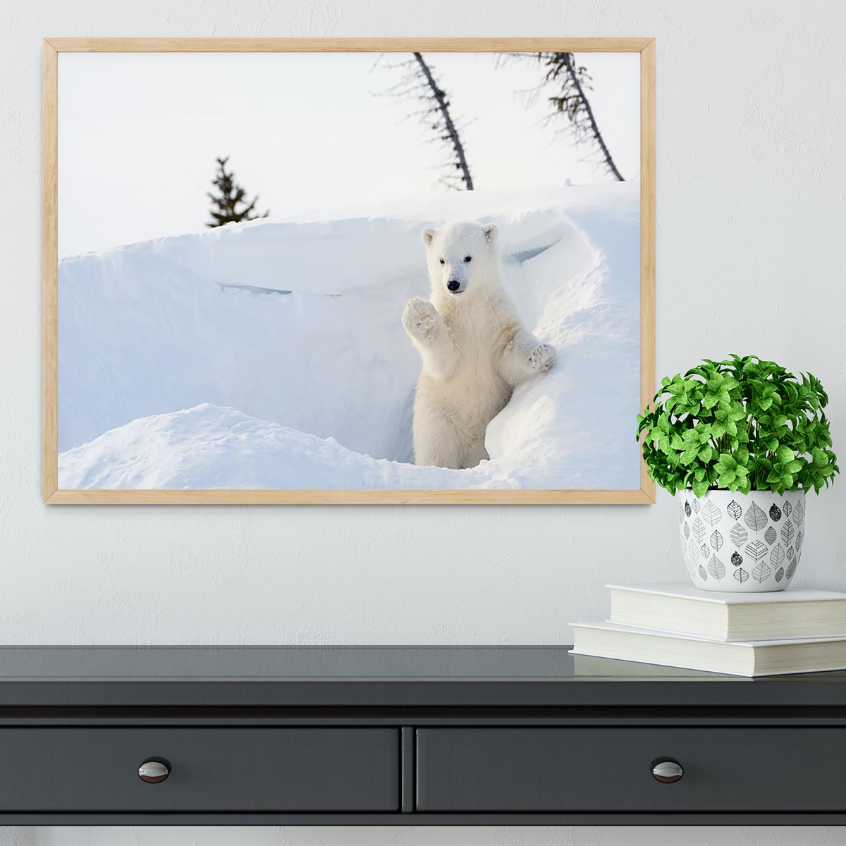 Polar bear Ursus maritimus cub coming out den Framed Print - Canvas Art Rocks - 4