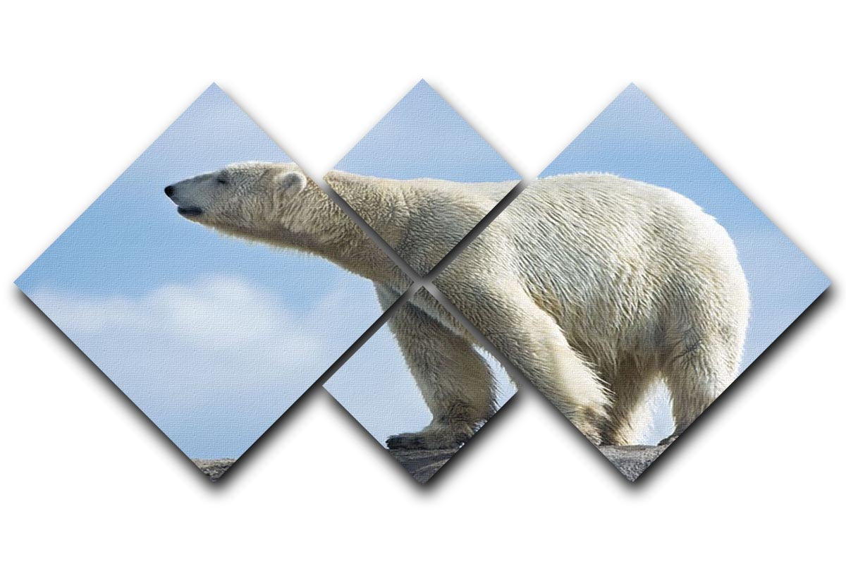Polar bear walking on rocks 4 Square Multi Panel Canvas - Canvas Art Rocks - 1