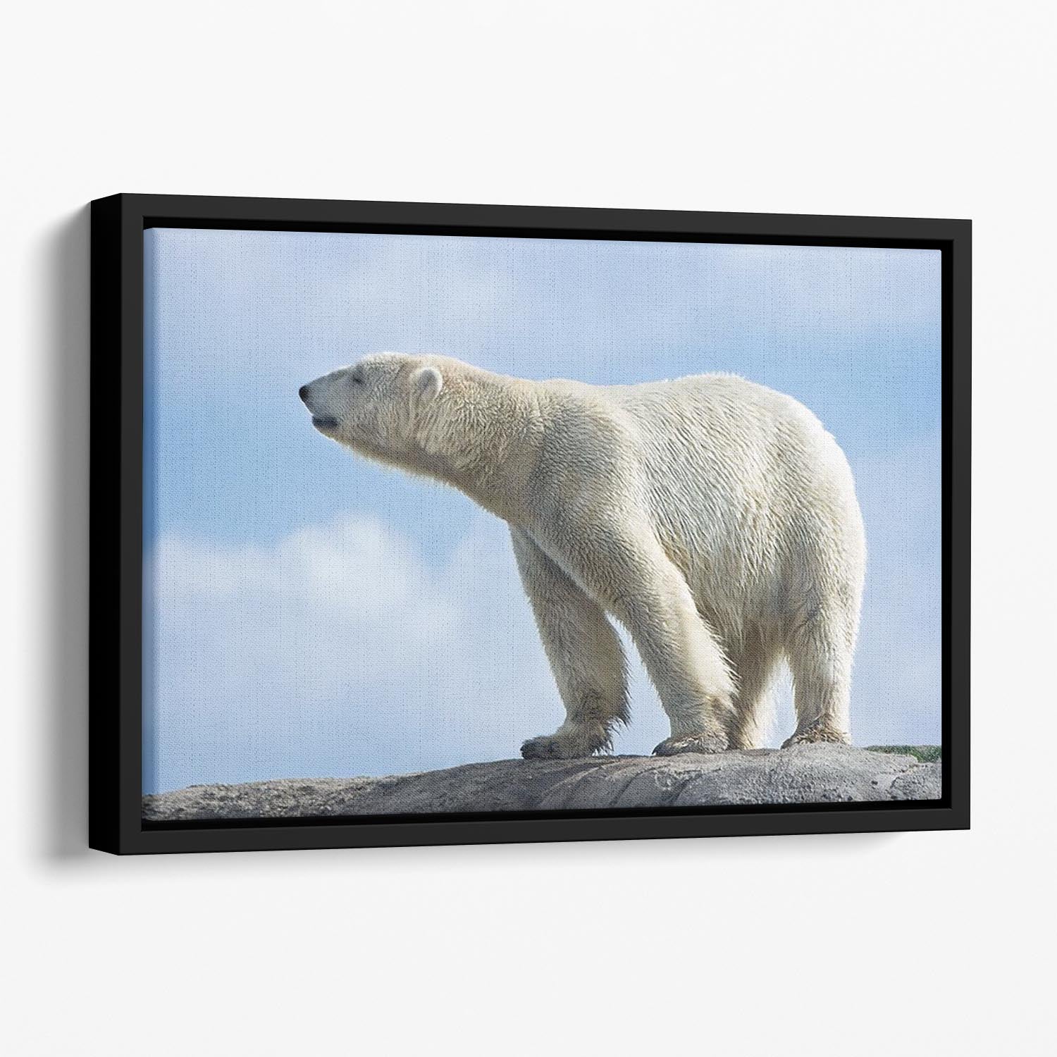 Polar bear walking on rocks Floating Framed Canvas - Canvas Art Rocks - 1