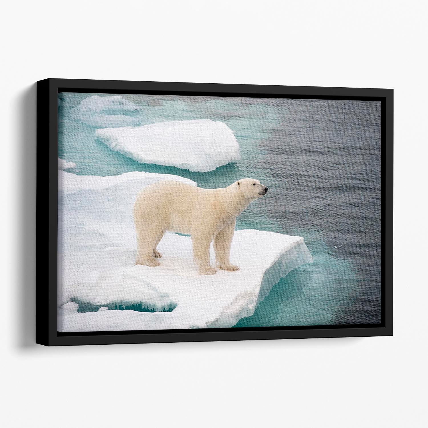 Polar bear walking on sea ice Floating Framed Canvas - Canvas Art Rocks - 1