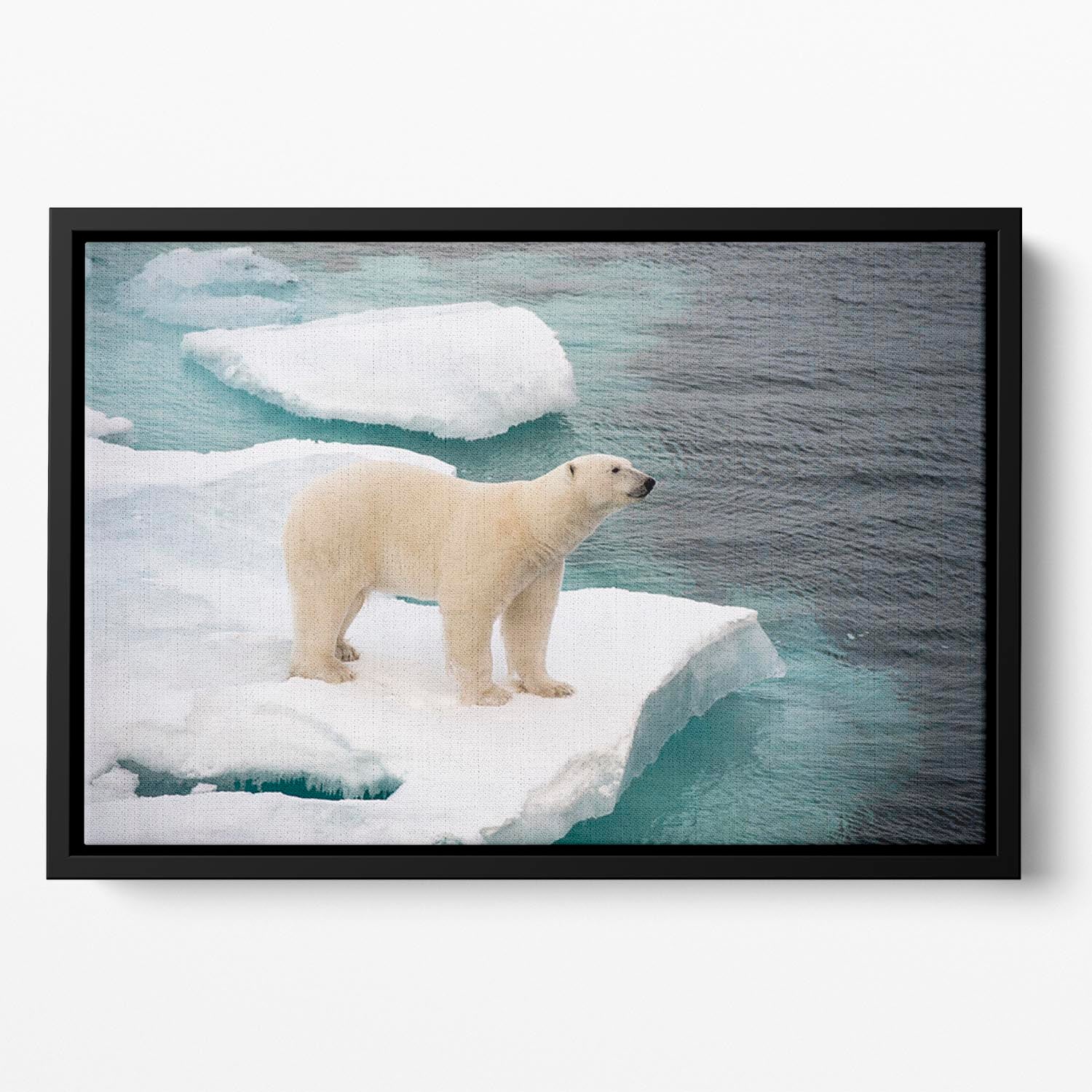 Polar bear walking on sea ice Floating Framed Canvas - Canvas Art Rocks - 2