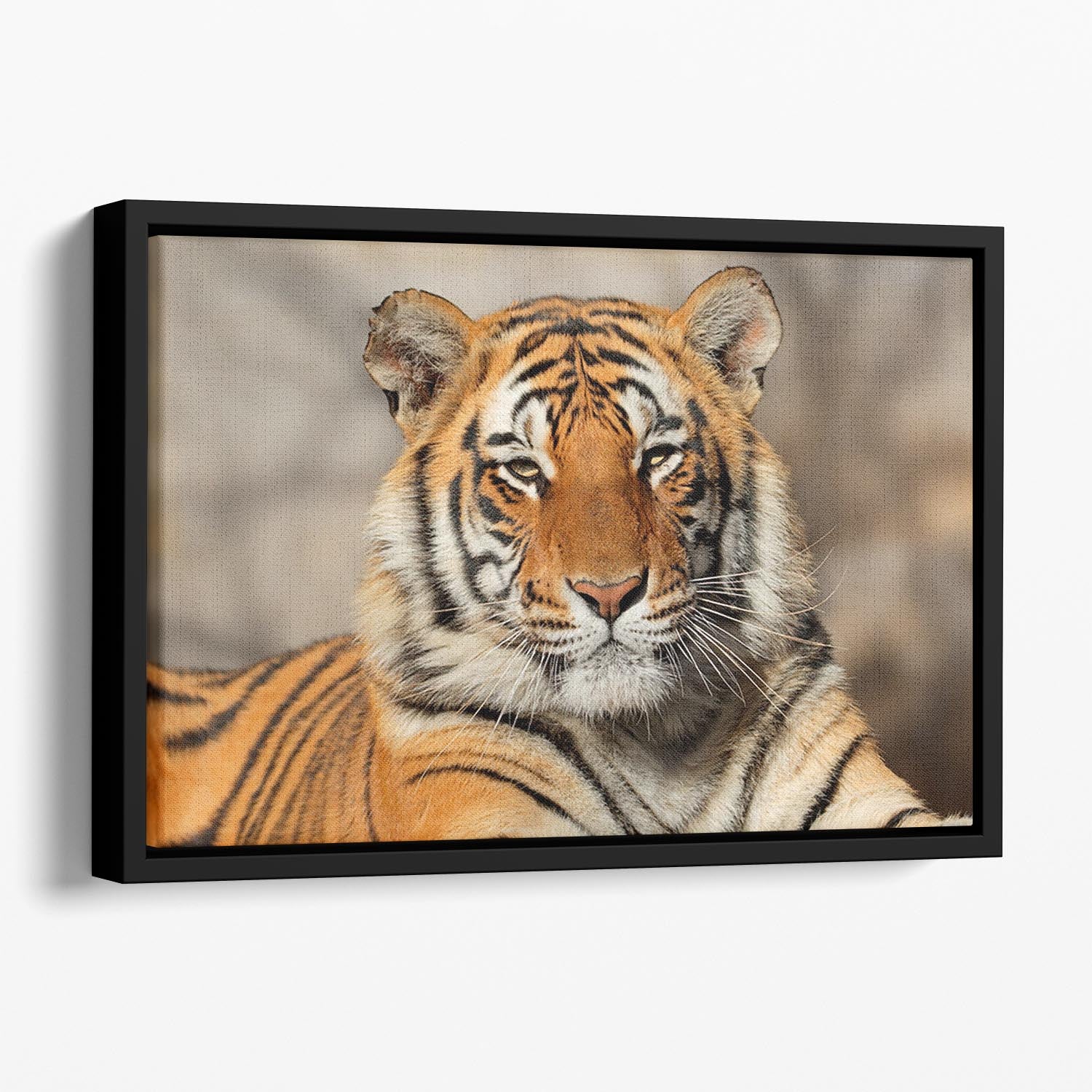 Portrait of a Bengal tiger Floating Framed Canvas - Canvas Art Rocks - 1