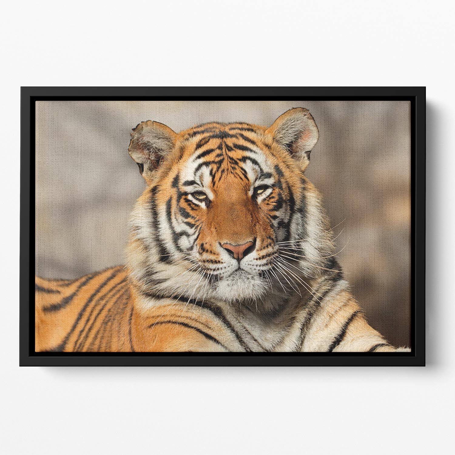Portrait of a Bengal tiger Floating Framed Canvas - Canvas Art Rocks - 2