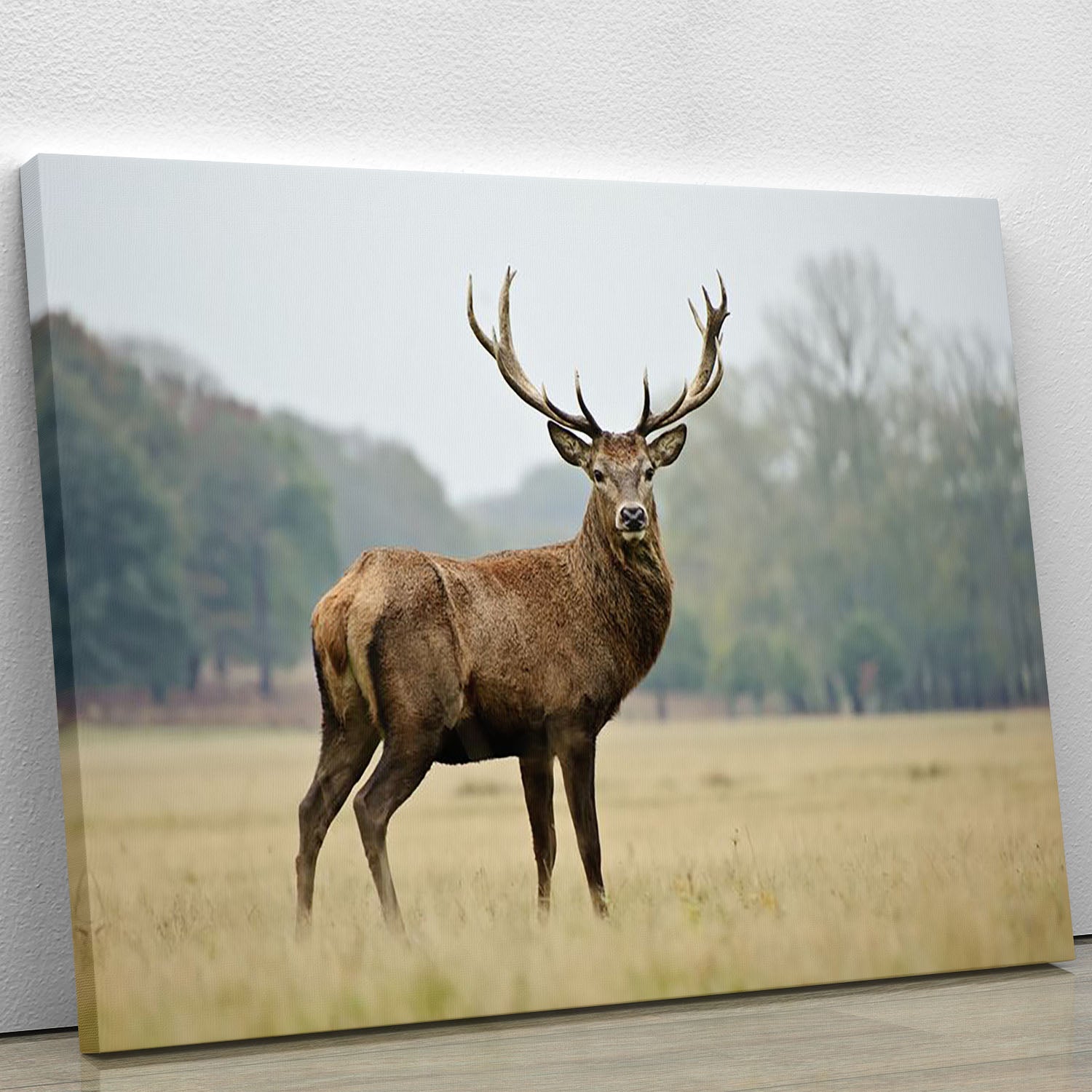 Portrait of adult red deer stag in field Canvas Print or Poster - Canvas Art Rocks - 1