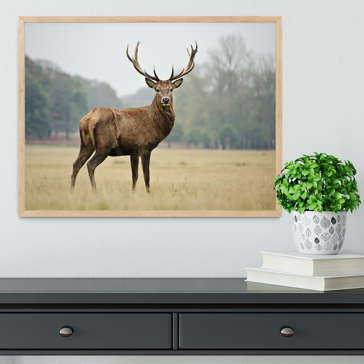 Portrait of adult red deer stag in field Framed Print - Canvas Art Rocks - 4