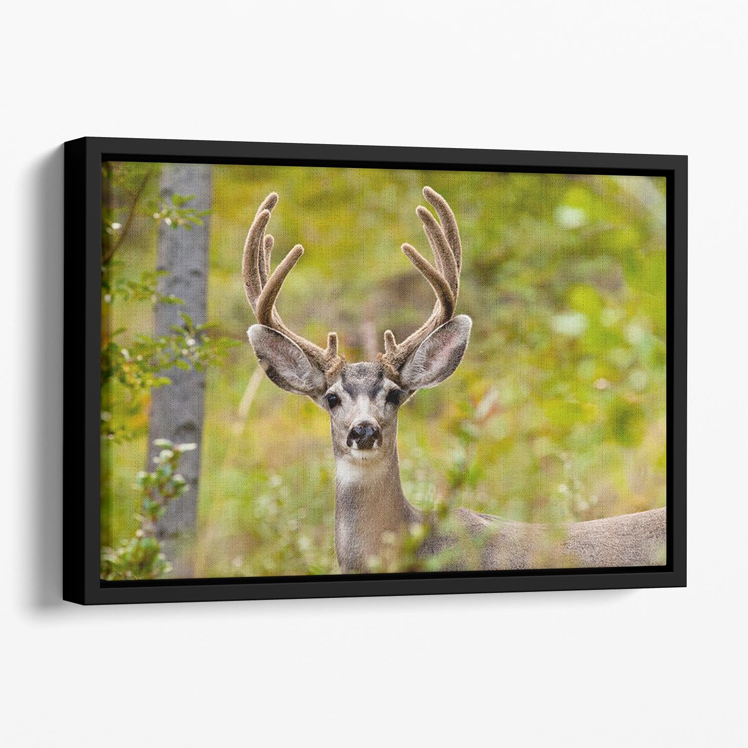 Portrait of mule deer buck Floating Framed Canvas - Canvas Art Rocks - 1