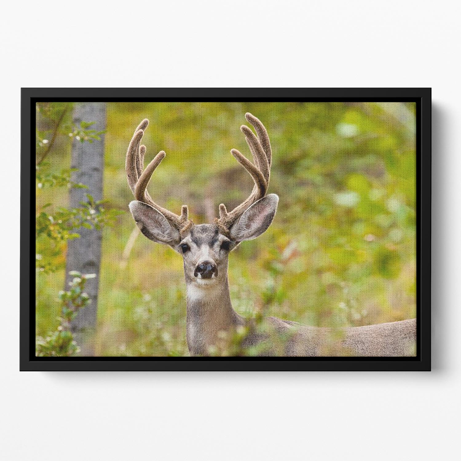 Portrait of mule deer buck Floating Framed Canvas - Canvas Art Rocks - 2