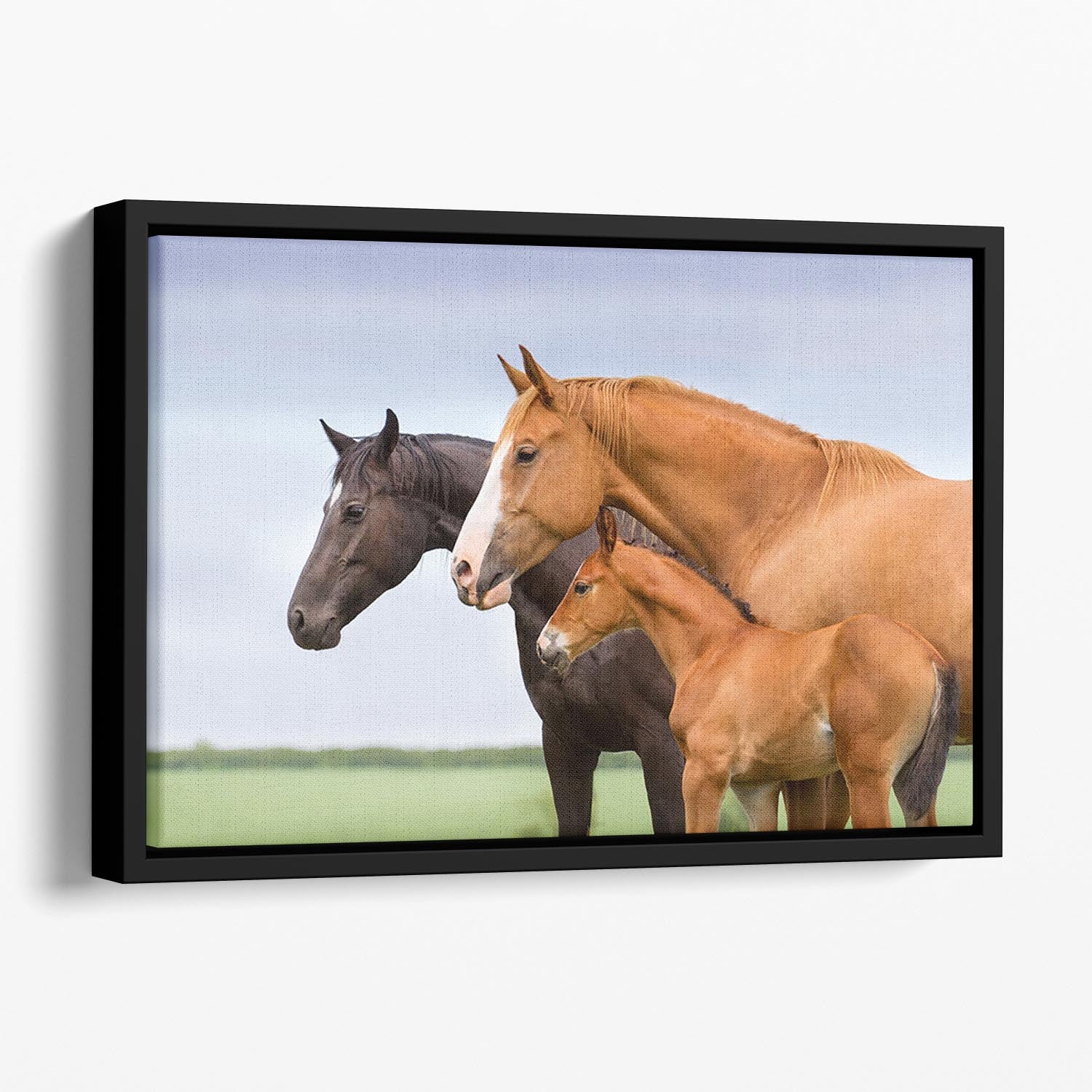 Portrait of two mares and foal at pasture Floating Framed Canvas - Canvas Art Rocks - 1