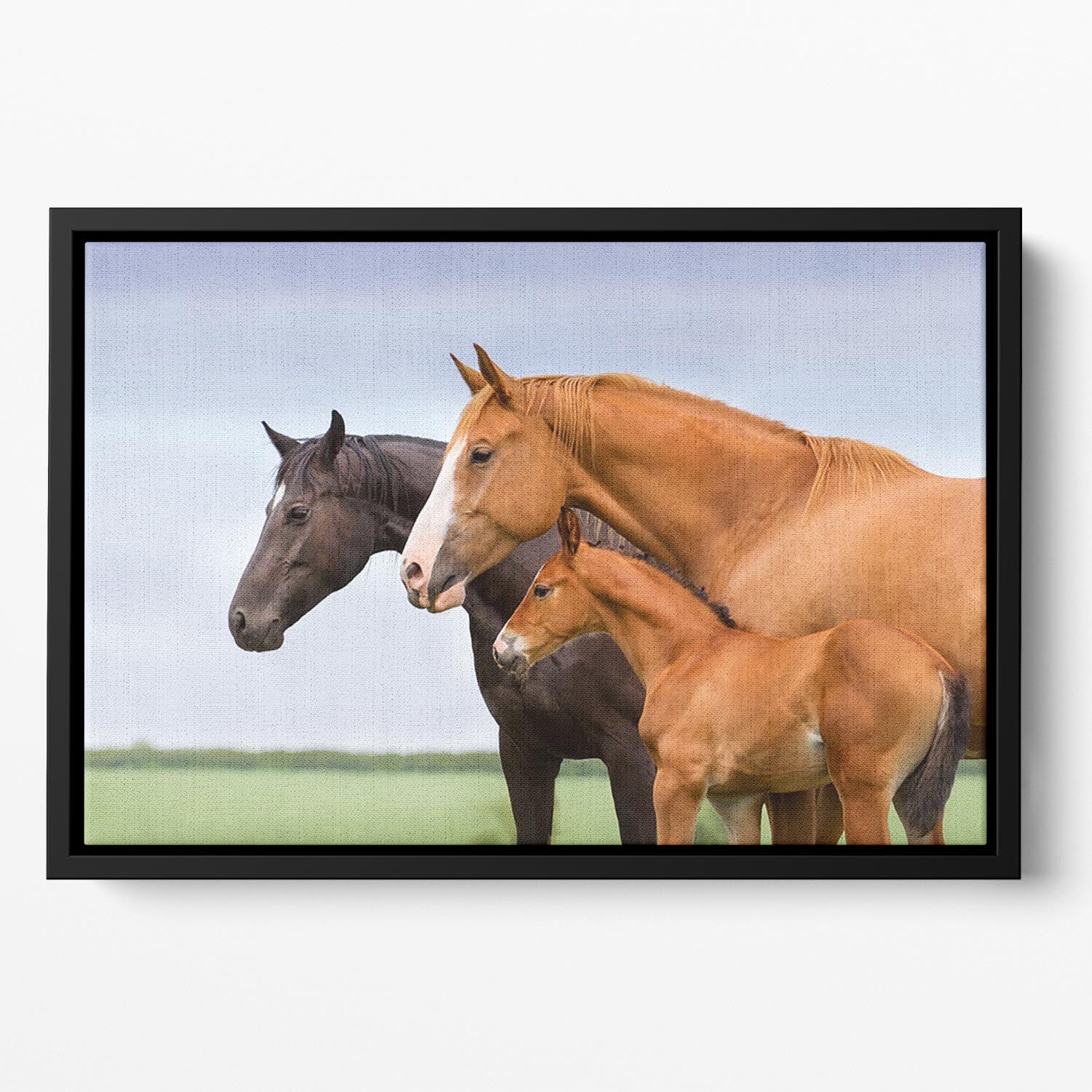 Portrait of two mares and foal at pasture Floating Framed Canvas - Canvas Art Rocks - 2