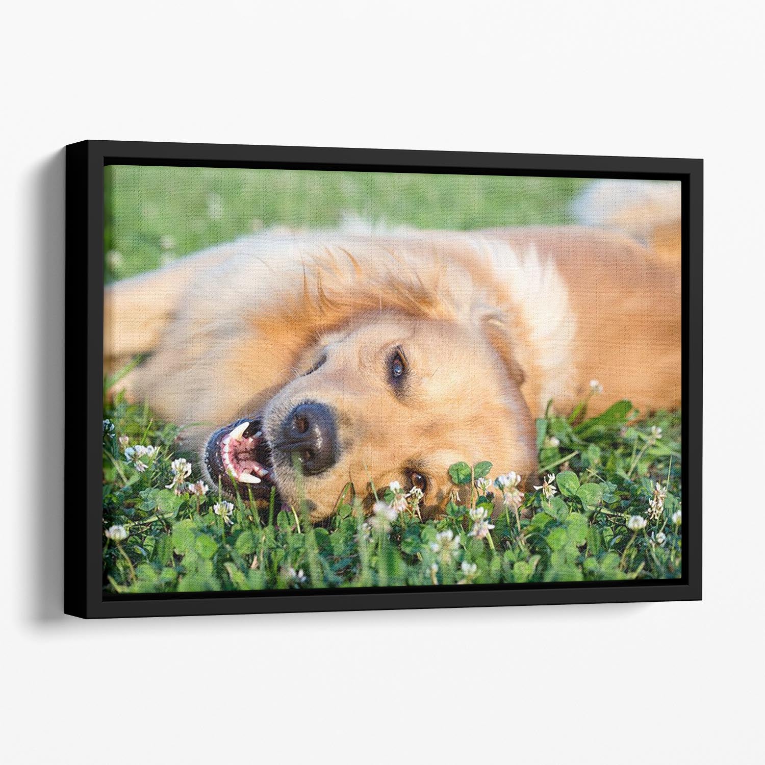 Portrait young dog playing in the meadow Floating Framed Canvas - Canvas Art Rocks - 1
