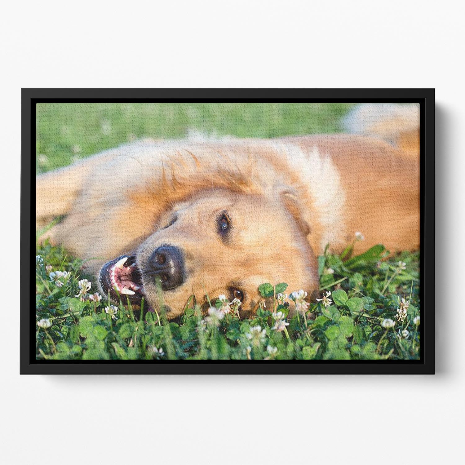 Portrait young dog playing in the meadow Floating Framed Canvas - Canvas Art Rocks - 2