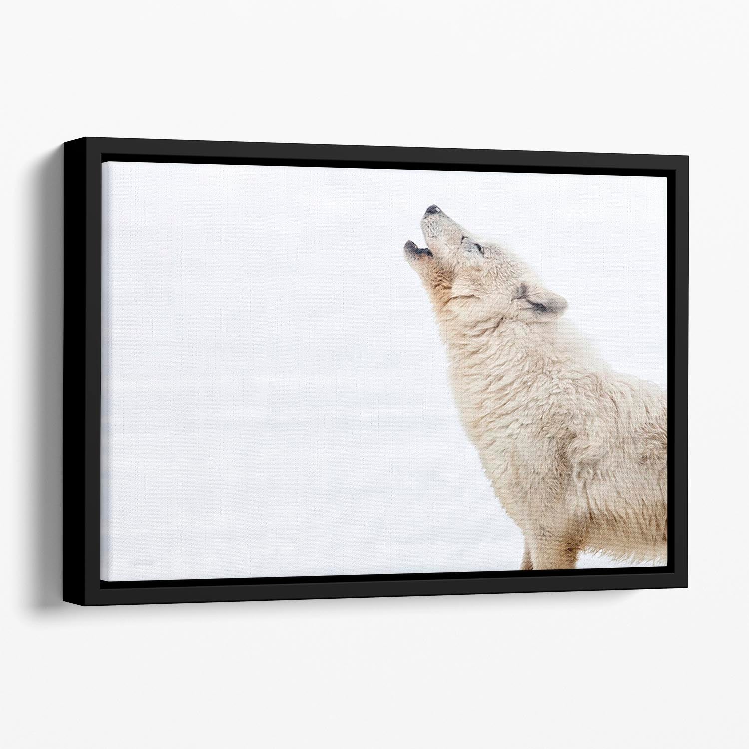 Profile of an arctic wolf howling Floating Framed Canvas - Canvas Art Rocks - 1
